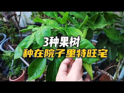 北部適合種什麼水果|108種台灣北部平地適合種植的果樹の目錄圖鑑及栽培。